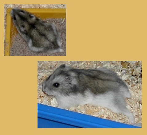 Grenville